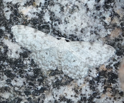 Scopula plantagenaria photo 3