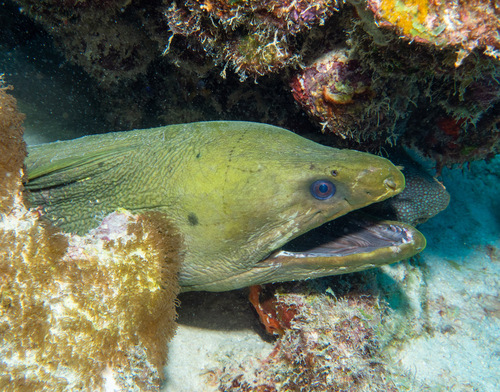Green Moray