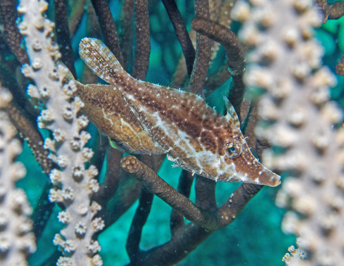 Slender Fiiefish (Monacanthus tuckeri) — Monacanthidae