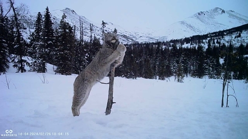 Canada Lynx photographed in Arizona