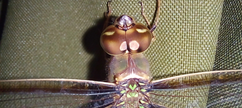 Gynacantha bifida