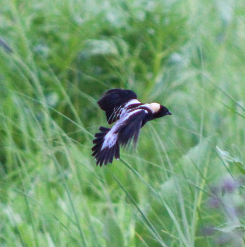 Bobolink