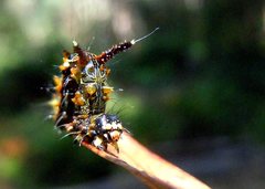 Mochlotona phasmatias