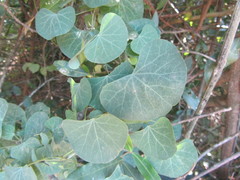 Cissampelos torulosa