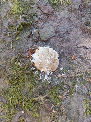 Fungi