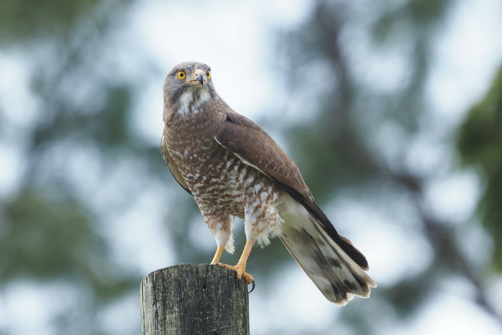 Gray-faced Buzzard photo