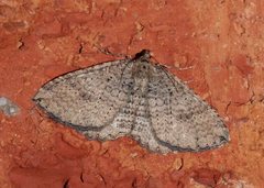 Chrysolarentia microcyma