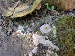 Fungi