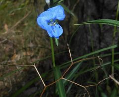 Commelina lanceolata