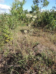 Clematis villosa