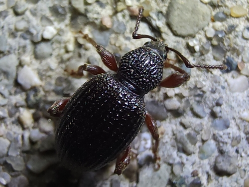 Strawberry Root Weevil photo 4