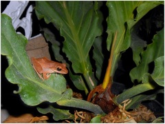 Polypedates leucomystax