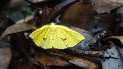 Corymica