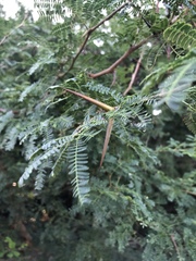 Acacia grandicornuta image