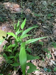 Dichanthelium latifolium
