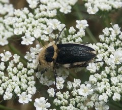 Coleoptera