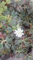 Stellaria recurvata