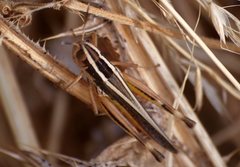 Macrotona securiformis