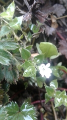 Stellaria recurvata