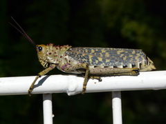 Phymateus baccatus