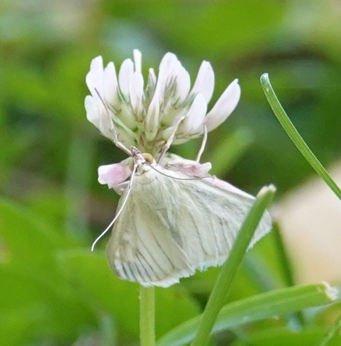 Carrot Seed Moth photo 6