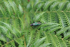 Stenophyllia modesta