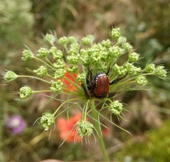 Anthoplia floricola