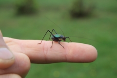 Stenophyllia modesta