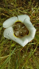 Calochortus superbus