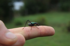 Stenophyllia modesta