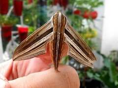 Theretra oldenlandiae