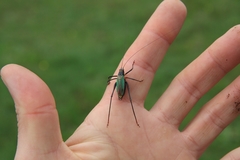 Stenophyllia modesta