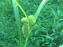 Carex frankii
