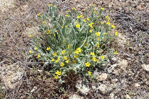 Image of Viola tomentosa by no rights reserved