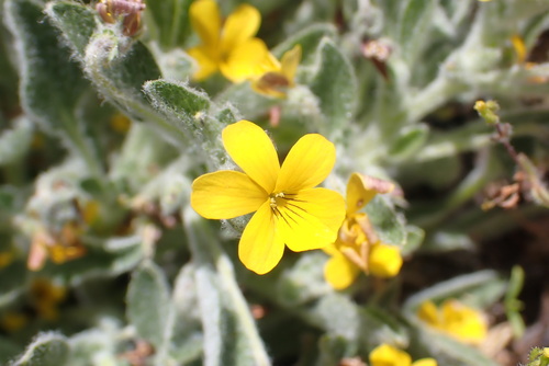 Felt-leaved Violet (Viola tomentosa)