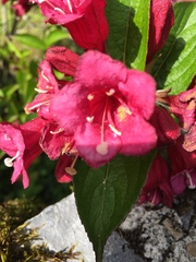 Weigela floribunda