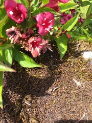 Weigela floribunda