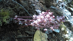 Pyrola aphylla