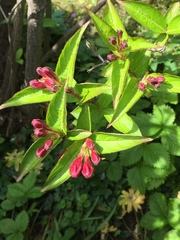 Weigela floribunda