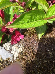 Weigela floribunda