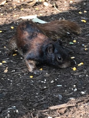 Otospermophilus variegatus