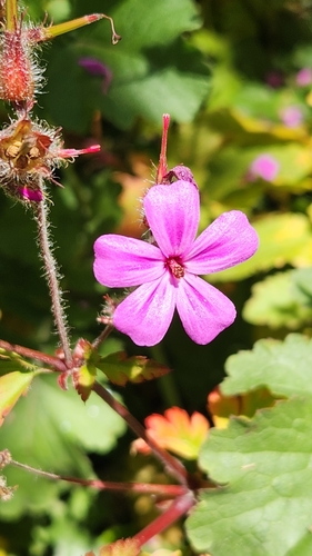 Image of Geranium yeoi by no rights reserved
