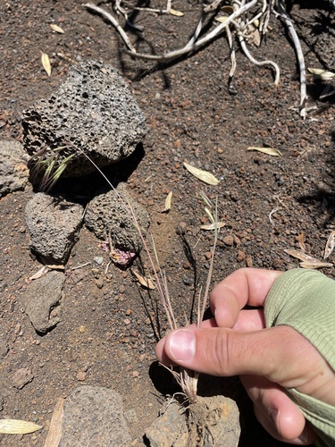 Bromus tectorum observed 2024-06-21