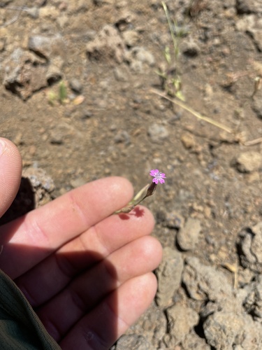 Petrorhagia dubia, 2024-06-21