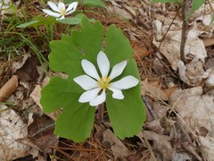 Sanguinaria canadensis