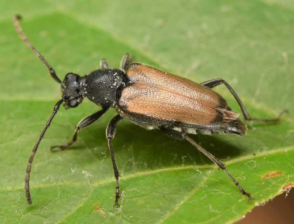 Dark-shouldered Long-horned Beetle