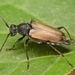 Brachyleptura circumdata - Photo (c) skitterbug, vissa rättigheter förbehållna (CC BY), uppladdad av skitterbug