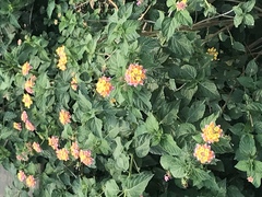 Lantana camara