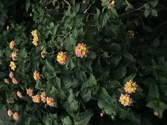 Lantana camara