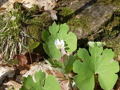 Sanguinaria canadensis